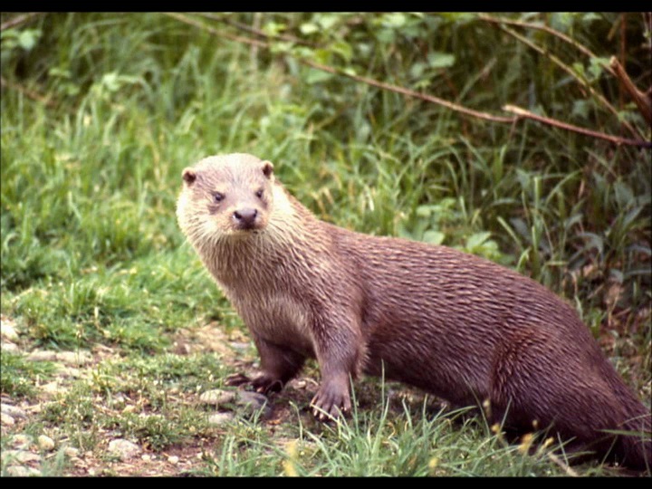 Un esemplare di lontra investito da un’automobile in provincia di Cosenza