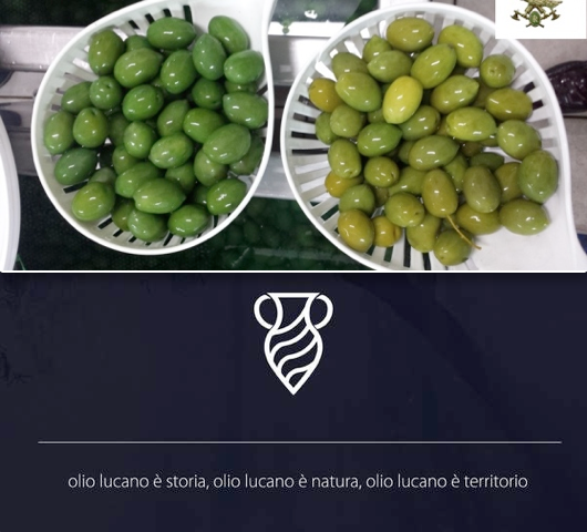 Così la Basilicata si protegge dalle olive verniciate. L'allarme del Corpo forestale