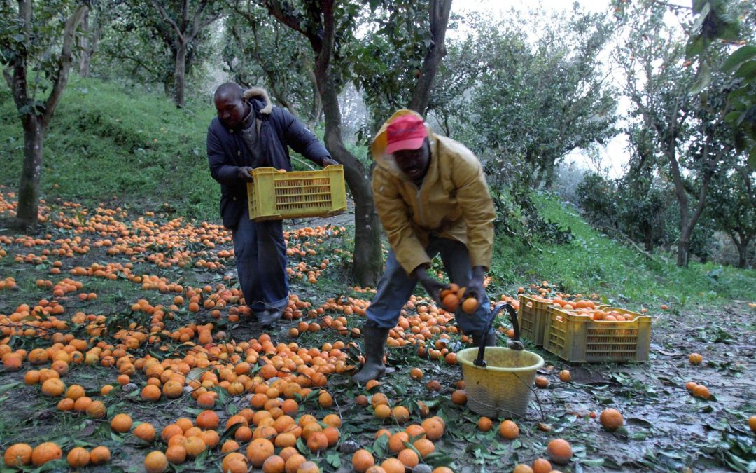 Caporalato, operazione nella Piana di Gioia Tauro, verificate sette aziende