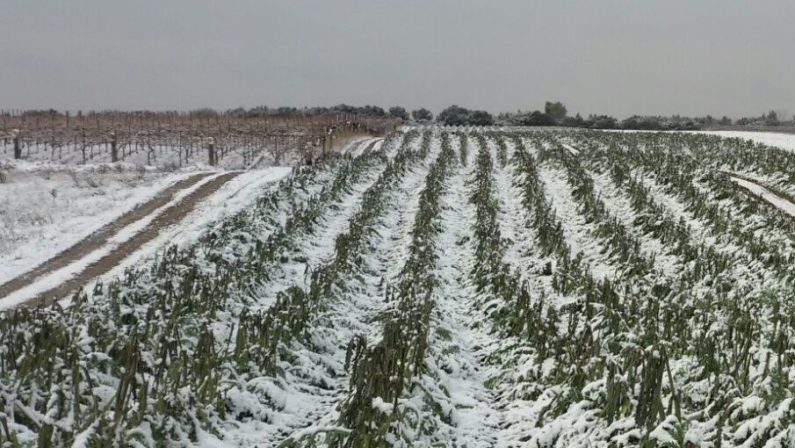 Agricoltura, dopo i danni del maltempo anche la speculazione: nei mercati prezzi alle stelle