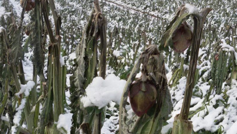 Neve e gelo, numeri da disastro: 15mila euro di danni per ogni ettaro