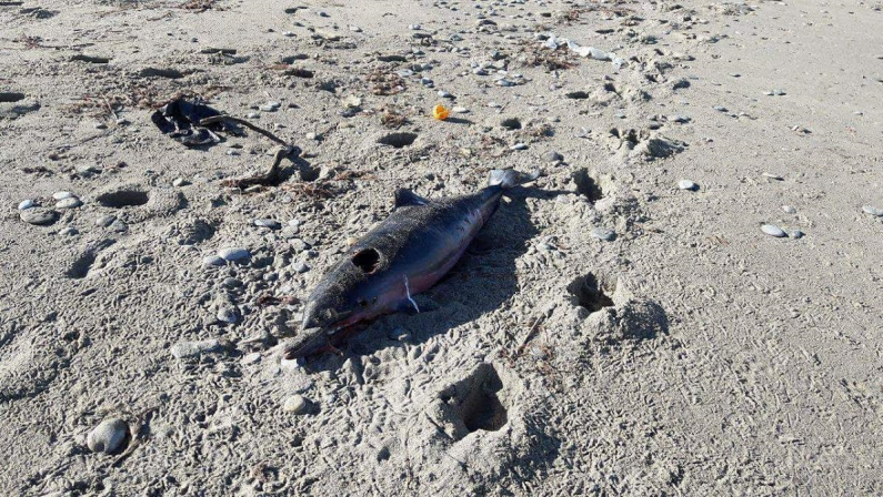Trovato un delfino morto sulla spiaggia di Punta Alice, nel Crotonese. Potrebbe essere stato arpionato