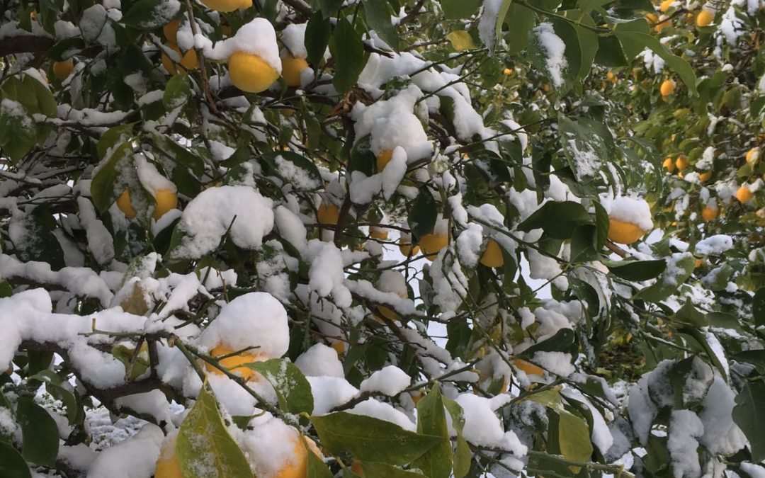 Agrumeti sotto la neve a Rocca Imperiale