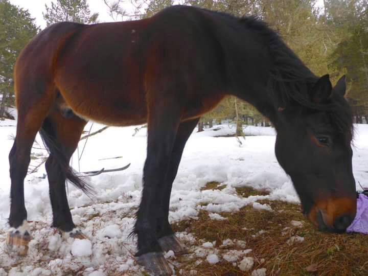 FOTO - Salvato dai Vigili del fuoco il cavallo intrappolato nelle neve in Sila