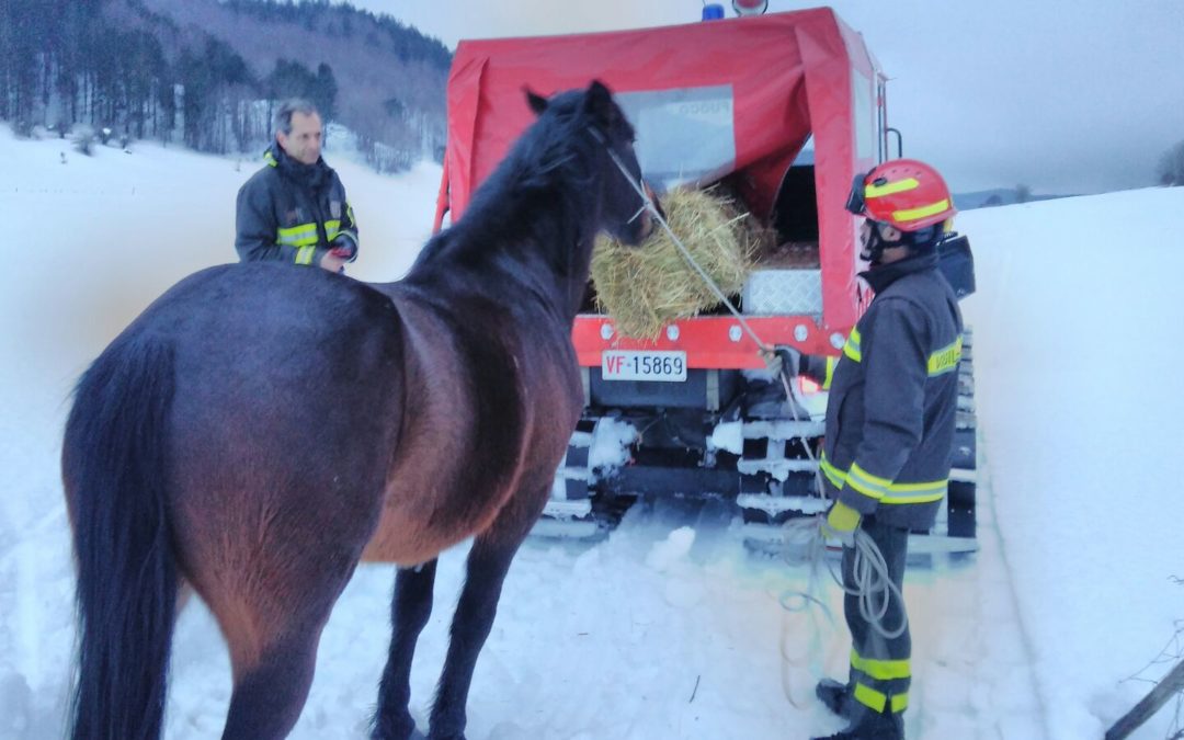 Il momento del salvataggio del cavallo