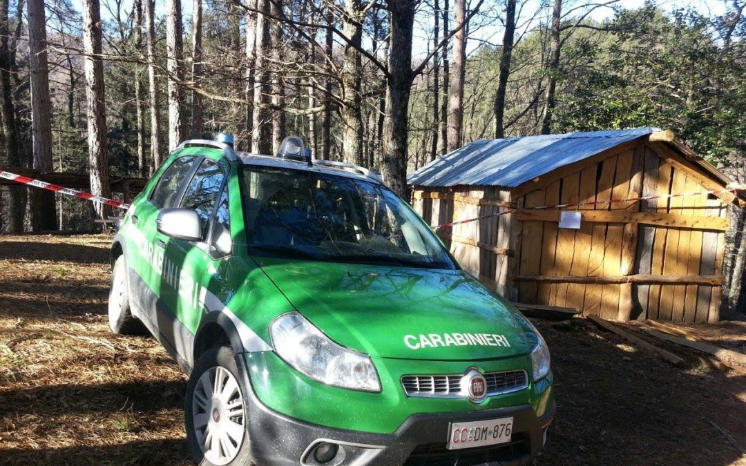 Le mucche al pascolo durante i controlli