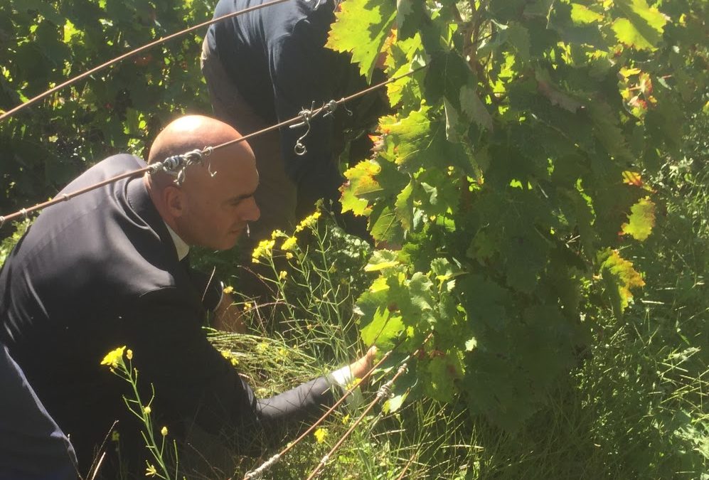 L'assessore regionale alle Politiche agricole Luca Braia in una vigna lucana