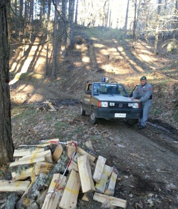 Gli alberi tagliati e scoperti dai carabinieri Forestali
