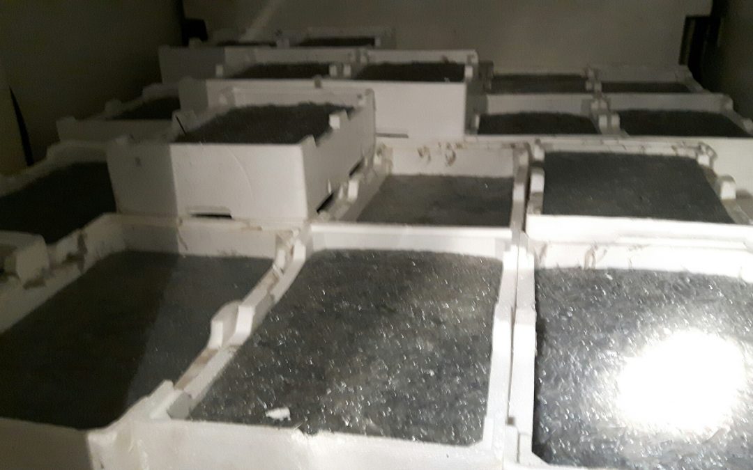 Il novellame sequestrato