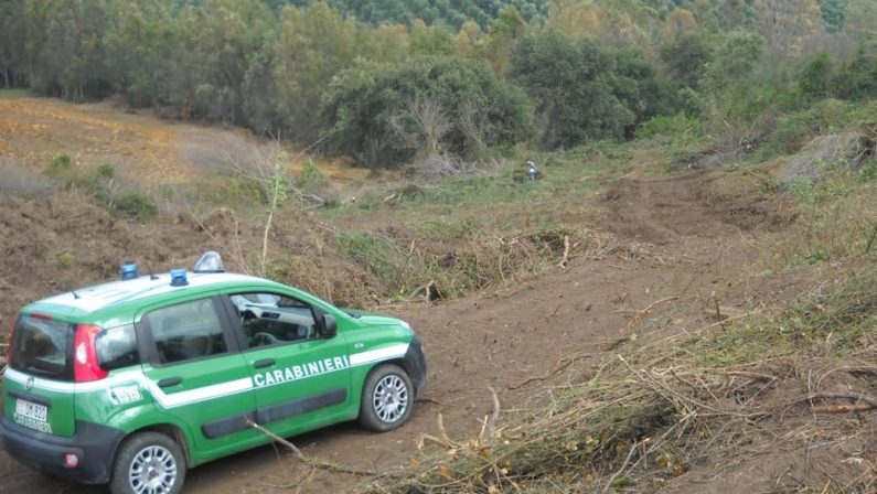 Piante estirpate o date alle fiamme in un'area sottoposta a vincolo, denunciato un imprenditore nel Crotonese