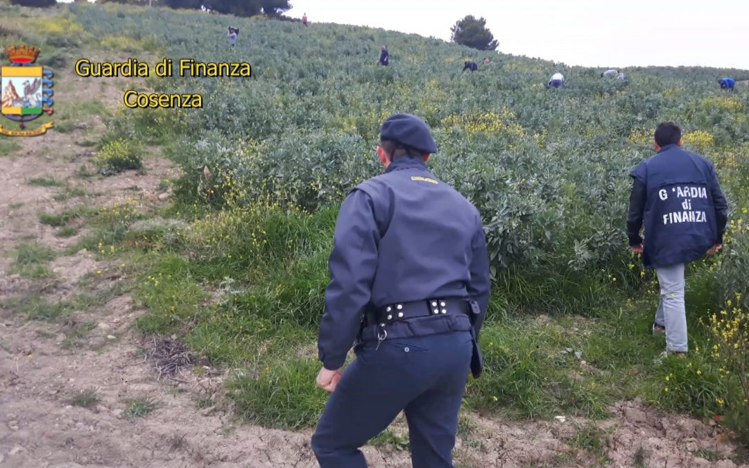 Caporalato, la legge non basta. Da oggi via alle denunce delle pratiche sleali nell’agroalimentare