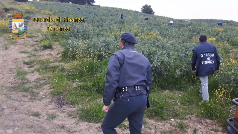 Caporalato, conclusa operazione “Freedom” al Sud  Controlli in aziende Campania, Calabria e Basilicata