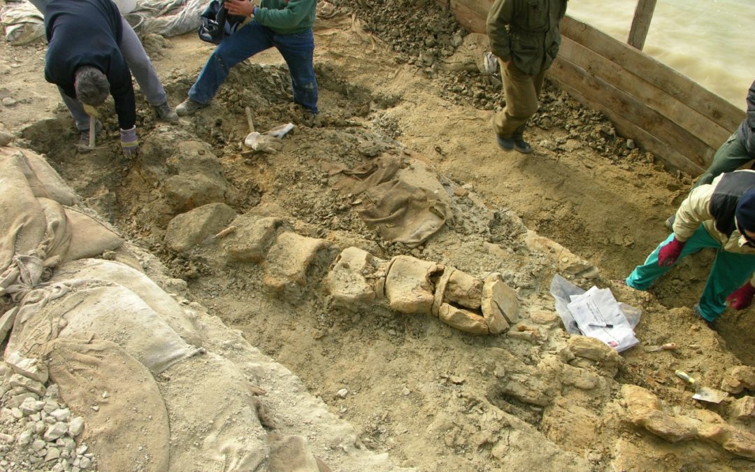 Gli scavi della balenottera di Matera: la colonna vertebrale come appariva nel 2006 (foto Renato Sartini)