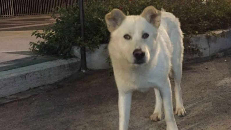 Cane ucciso e seviziato a Sangineto, presidiodavanti al tribunale di Paola in attesa dell'udienza