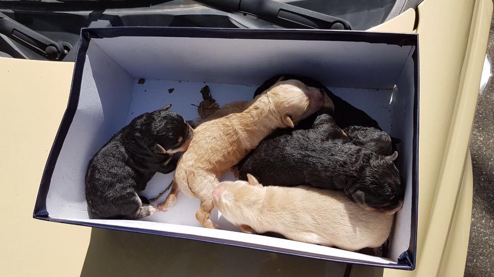 VIDEO – Vigile urbano recupera cinque cuccioli di cane abbandonati in una discarica abusiva a Cosenza