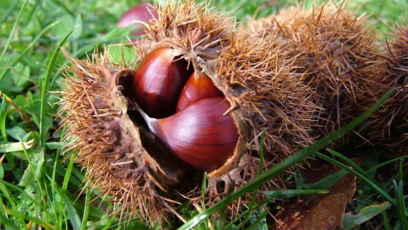 L'allarme della Coldiretti: cala la produzione italiana di castagne