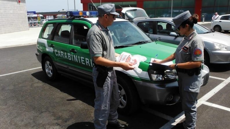 Cinque arresti in provincia di Reggio Calabria per taglio abusivo di alberi