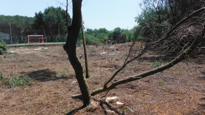 Alberi abbattuti illegalmente vicino a un villaggio turistico del Crotonese, denunciate tre persone