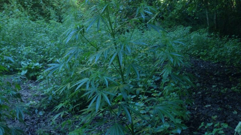 Due sequestri di droga nella zona di Gioia TauroScoperte piantagioni di canapa e panetti hashish