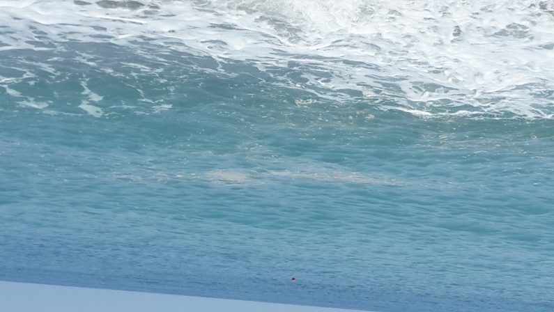 FOTO - Le segnalazioni del mare sporco in CalabriaSchiuma, chiazze scure e maleodoranti 