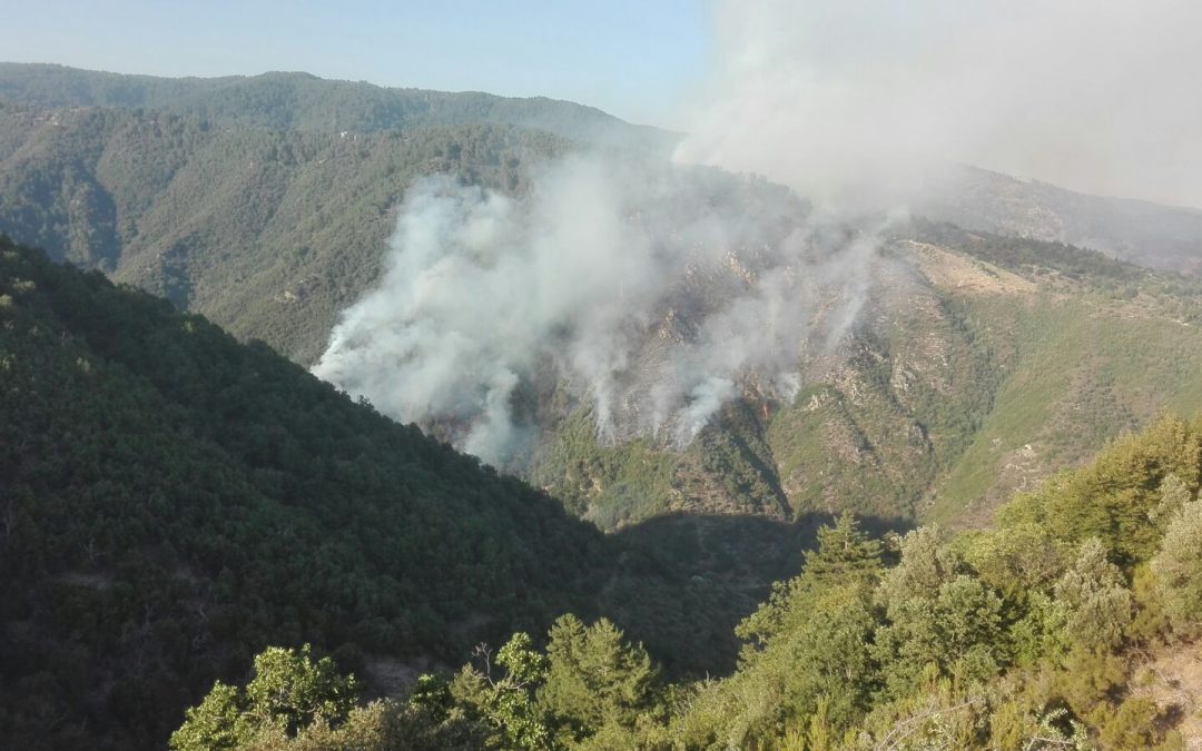 L'incendio nel Parco nazionale della Sila