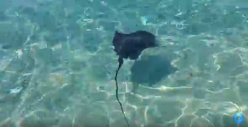 VIDEO – Una razza nera avvistata a Capo Vaticano  L’affascinante pesce a pochi metri dalla riva