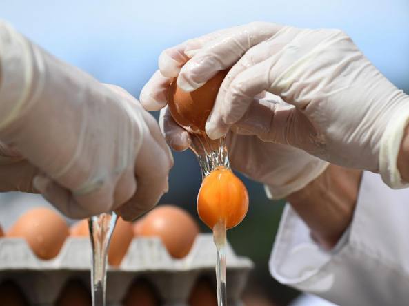 Uova al Fipronil anche in Calabria, la conferma a Lamezia  Scoperta partita proveniente da un allevamento di Serrastretta