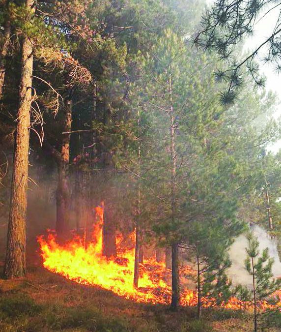 Incendiava i boschi della Sila con ordigni artigianali  Arrestato un uomo originario di Cropalati nel Cosentino
