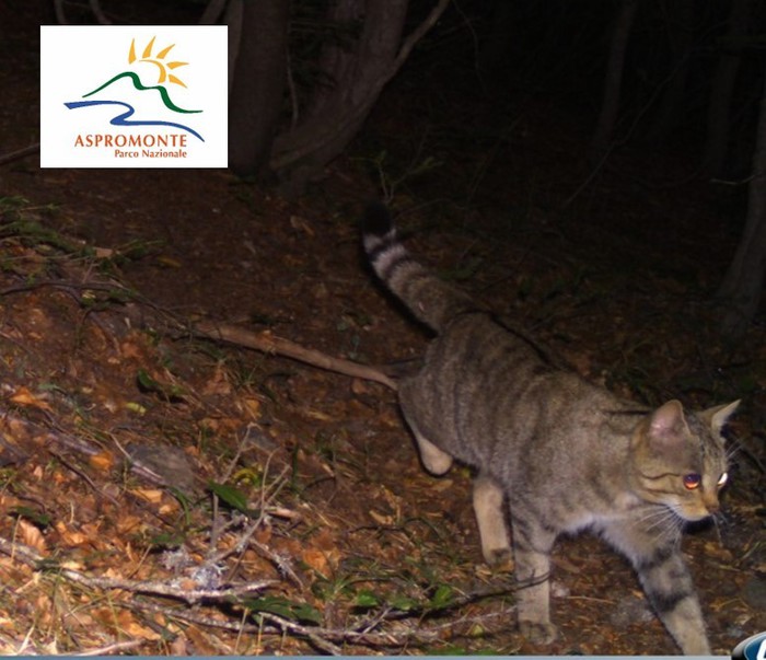 La foto del gatto selvatico nel Parco d'AspromonteGli esperti riescono ad avvistare l'animale