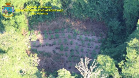 Una piantagione sequestrata nel Vibonese