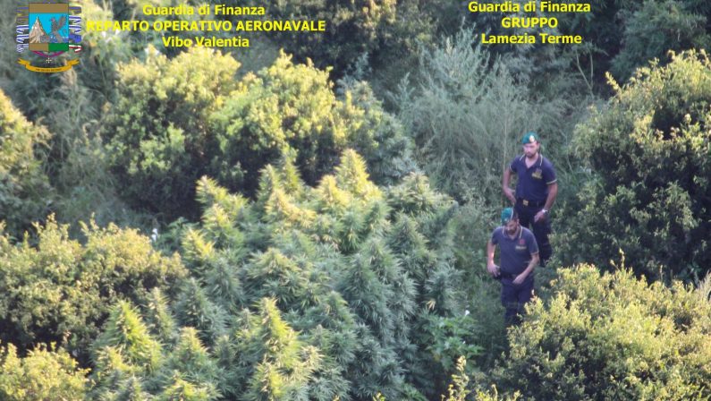 Piantagioni di marijuana su montagne del CatanzareseSequestrati 400 arbusti e denunciate due persone