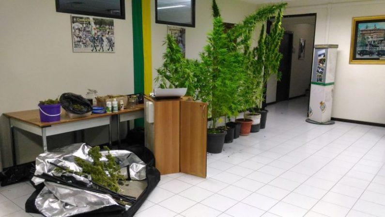 Traffico di sostanze stupefacenti: sequestrate 1000 dosi di marijuana ad un irpino