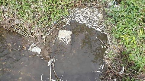 Moria di pesci nel fiume Sabato, esposto in Procura. E le firme del “Quotidiano” da Prefetto, sindaco e enti
