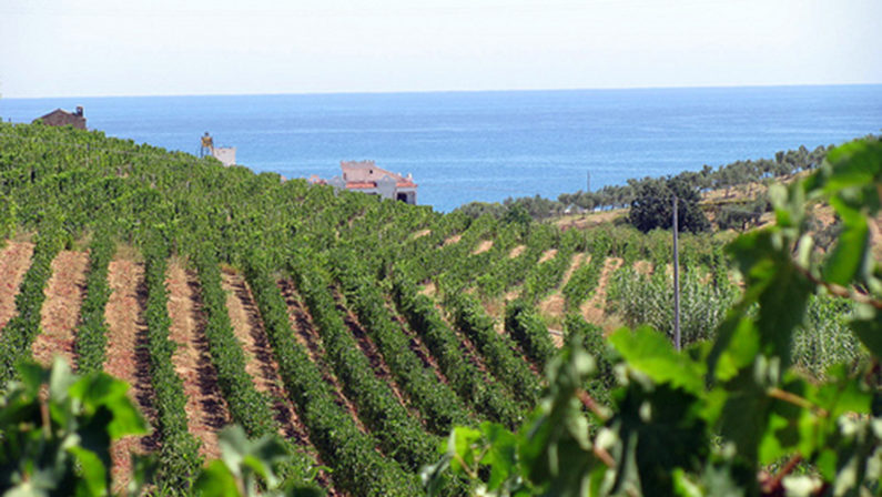 La Calabria la regione con più vigne biologicheRisultato positivo nello sviluppo del settore vinicolo