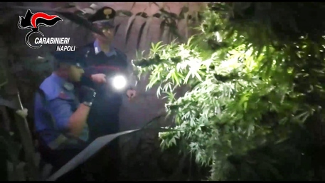 Piantagione cannabis nel giardino di casa