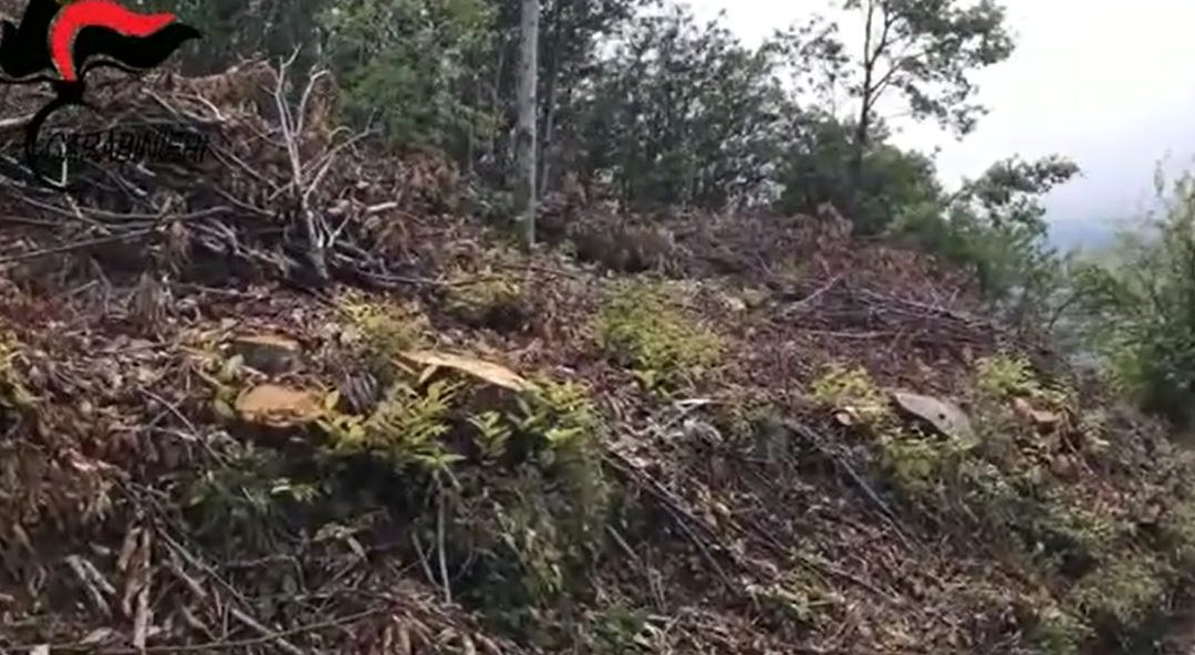 VIDEO – Bosco devastato nel cosentino: tre denunce  Tagliati a raso centinaia di castagni e querce