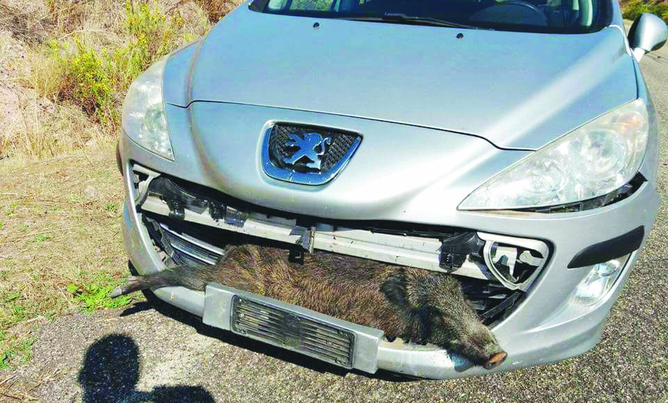 Un cinghiale rimasto incastrato nella parte anteriore di un'auto