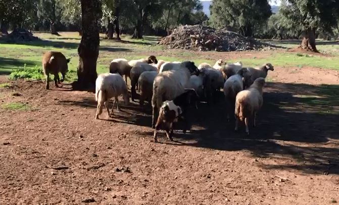 Il cinghiale con pecore e agnelli