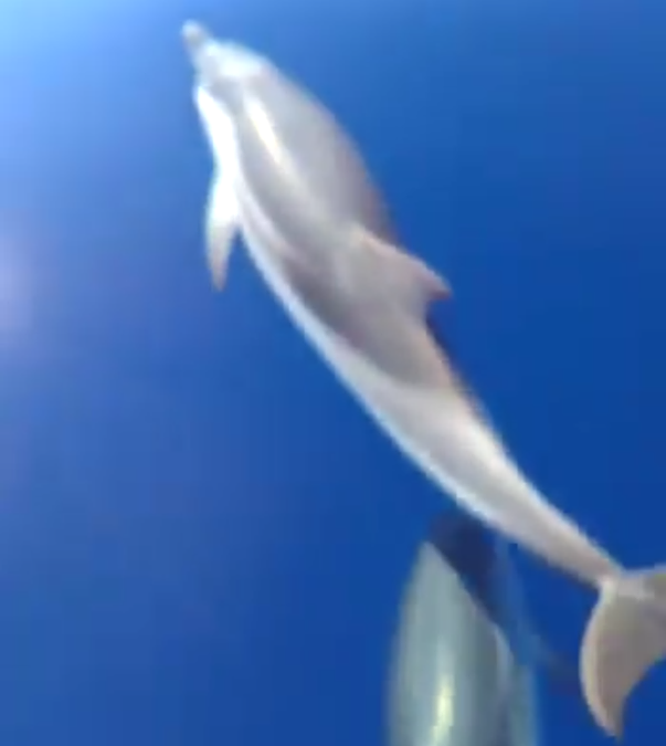 VIDEO – Le suggestive immagini dei delfini che giocano al largo delle coste vibonesi