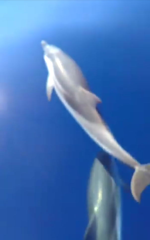 VIDEO - Le suggestive immagini dei delfini che giocano al largo delle coste vibonesi