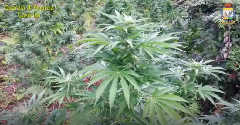 Alcune piante di marijuana