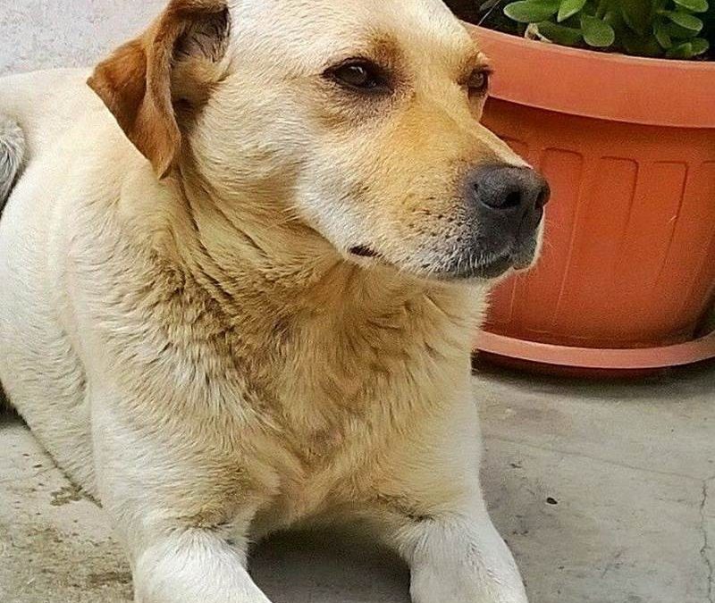 Birillo, il cane ucciso a San Costantino