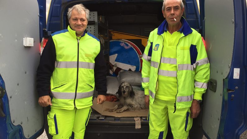 Setter ferito salvato lungo l'autostrada da due cantonieri dell'Anas