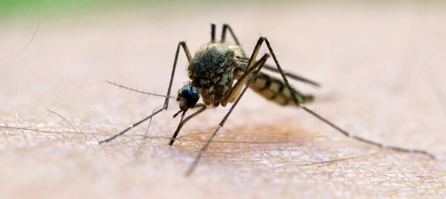 Allarme malaria, dopo i casi a Taranto la Regione Basilicata avvia i controlli