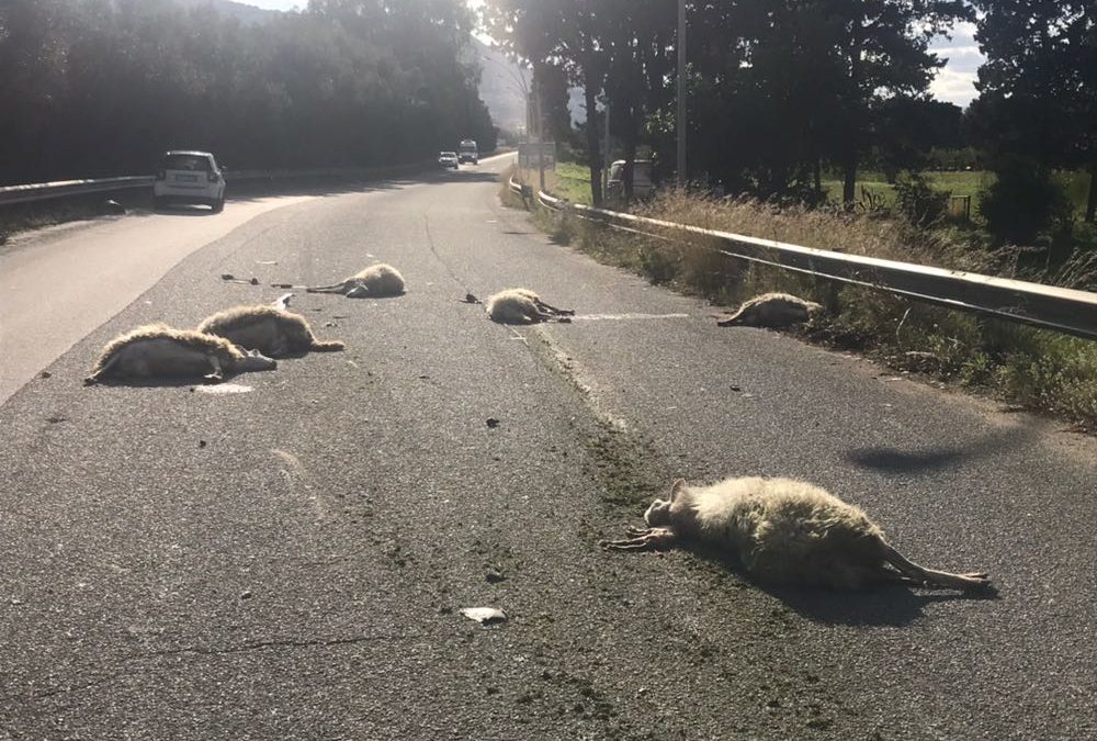 Le pecore rimaste uccise