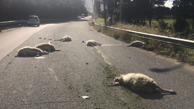 Travolge in auto gregge di pecore in mezzo alla stradaSei animali morti nel Vibonese, coinvolto giovane