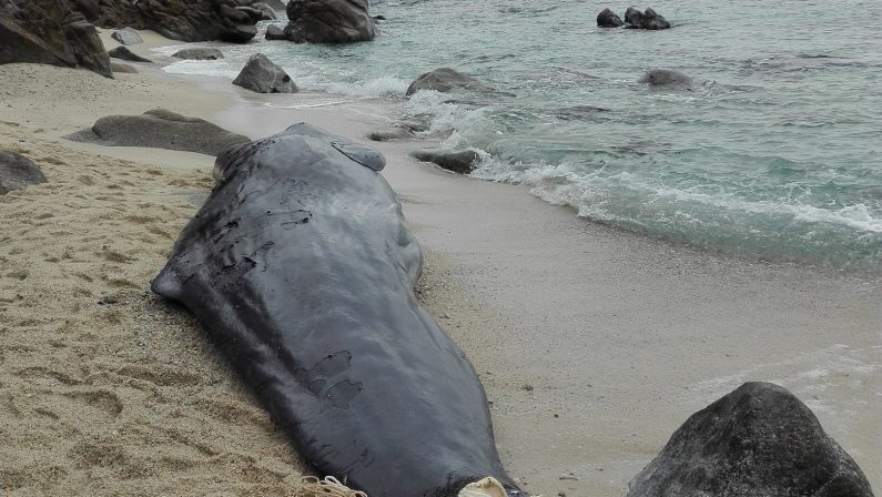 Esemplare di giovane Capodoglio morto in spiaggiaIl ritrovamento lungo il litorale del Vibonese