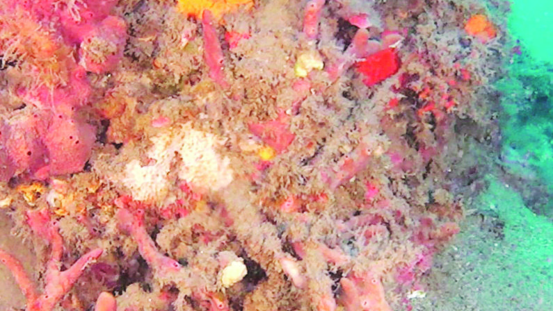 Un rarissimo corallo scoperto dai biologi marini dell'Arpacal nelle acque vibonesi