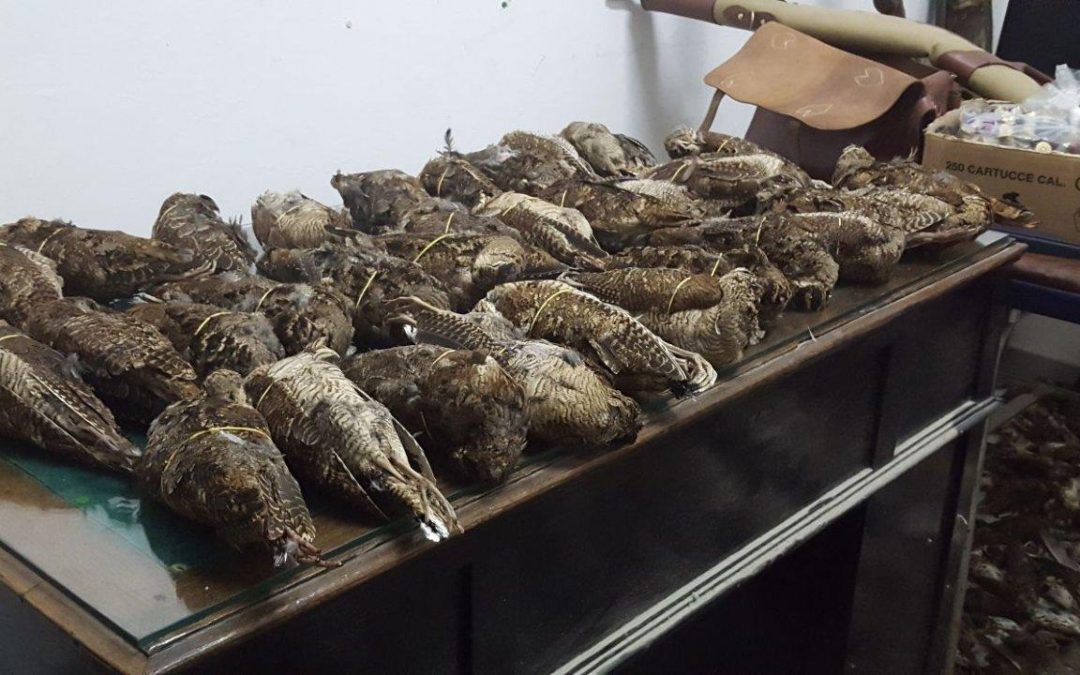 FOTO – Uccelli, armi e munizioni sequestrati: smantellata nel Cosentino un’organizzazione dedita al turismo venatorio