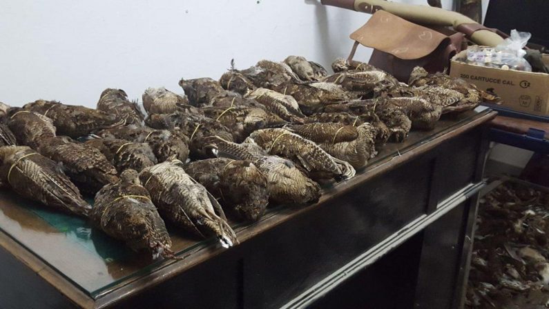 FOTO - Uccelli, armi e munizioni sequestrati: smantellata nel Cosentino un'organizzazione dedita al turismo venatorio